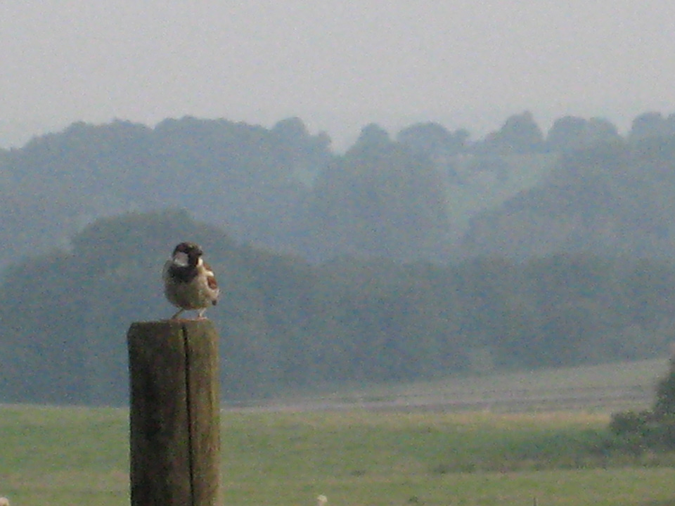 augustus 2009 bij Les Fosses Rousseaux (zit nu een andere mus)